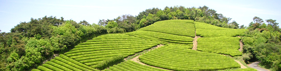 生産地別！お茶っ葉ガイド